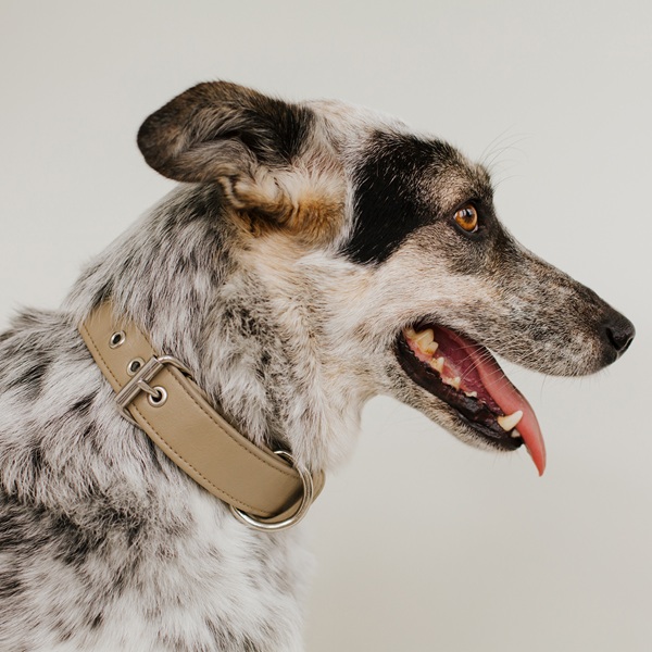 Hundehalsband Classico Image 2