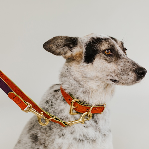 Hundehalsband Rusty Image 2